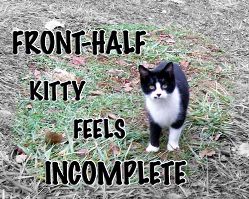 Front-half Kitty